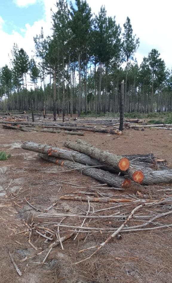 Felling and trimming at the stand