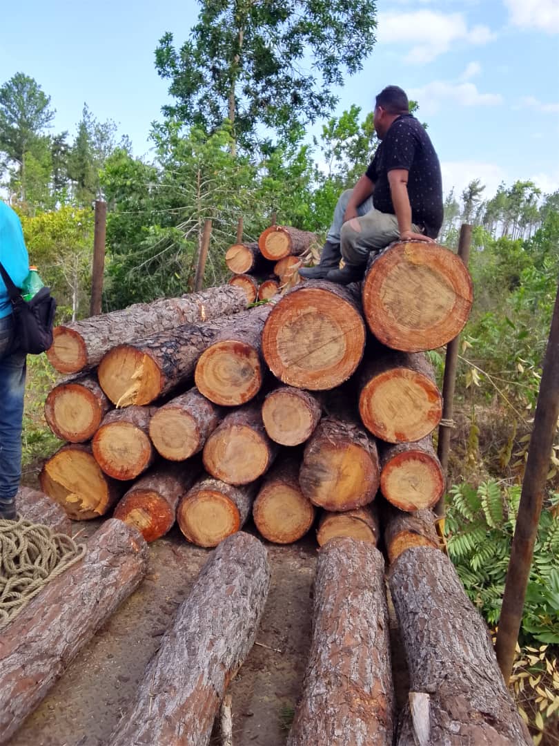 Logs stowed by diameter